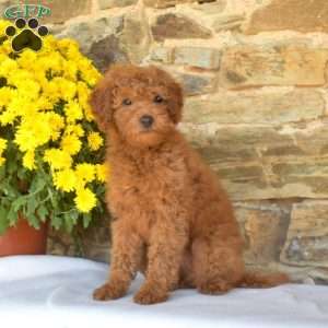 Bindi, Mini Goldendoodle Puppy