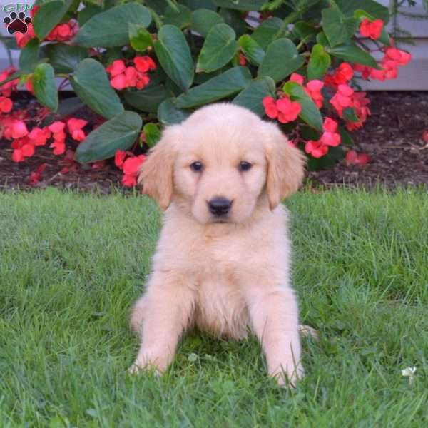 Bindi, Golden Retriever Puppy