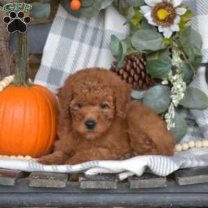 Bindi, Mini Goldendoodle Puppy