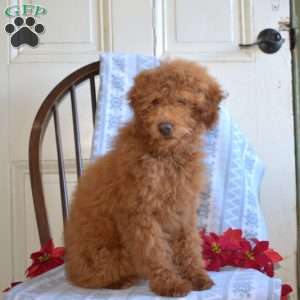 Bindi, Mini Goldendoodle Puppy