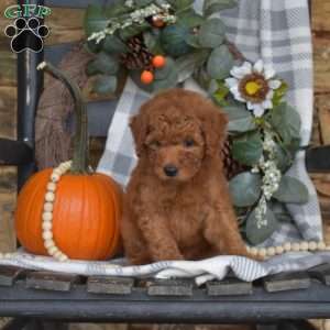 Bindi, Mini Goldendoodle Puppy