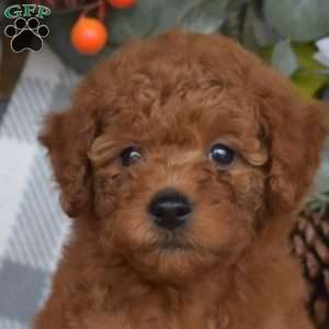 Bindi, Mini Goldendoodle Puppy