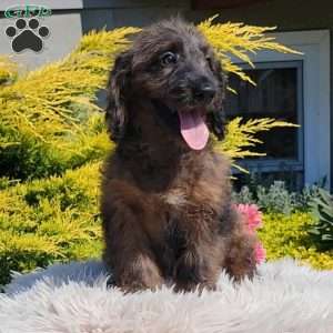 Bingo, Mini Goldendoodle Puppy