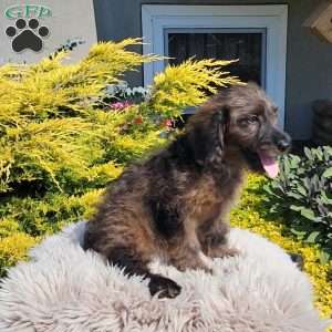 Bingo, Mini Goldendoodle Puppy