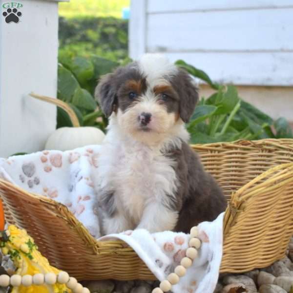 Biscuit, Mini Bernedoodle Puppy