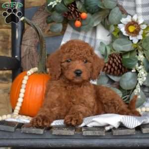 Biscuit, Mini Goldendoodle Puppy