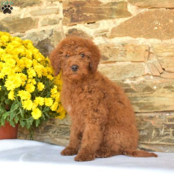 Biscuit, Mini Goldendoodle Puppy