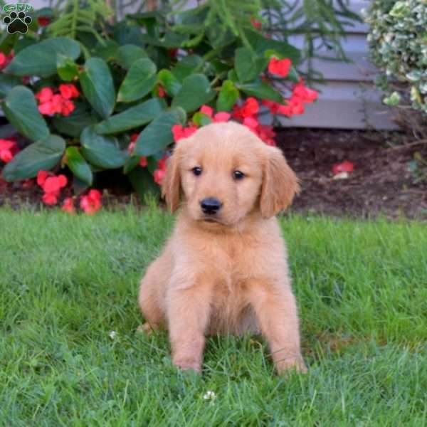 Biscuit, Golden Retriever Puppy