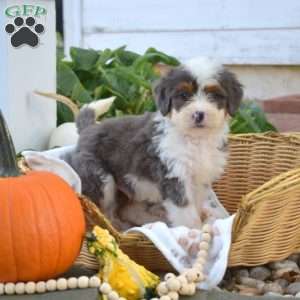 Biscuit, Mini Bernedoodle Puppy