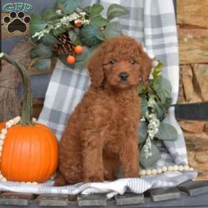 Biscuit, Mini Goldendoodle Puppy