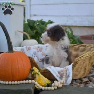 Biscuit, Mini Bernedoodle Puppy