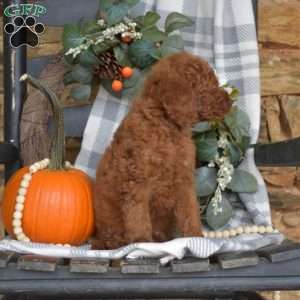 Biscuit, Mini Goldendoodle Puppy