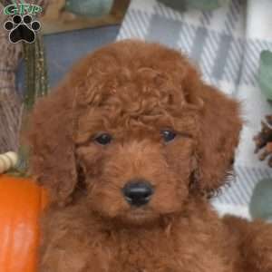 Biscuit, Mini Goldendoodle Puppy