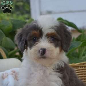 Biscuit, Mini Bernedoodle Puppy