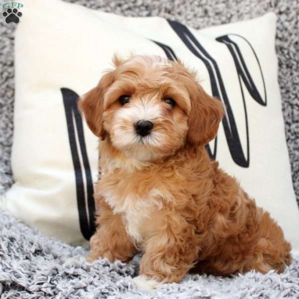 Blaire, Cavapoo Puppy