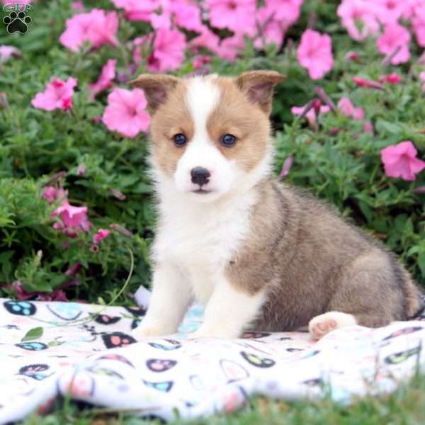 Blake, Pembroke Welsh Corgi Puppy