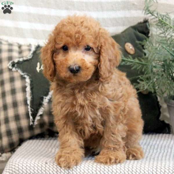 Blake, Miniature Poodle Puppy