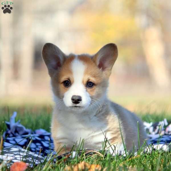 Blake, Pembroke Welsh Corgi Puppy