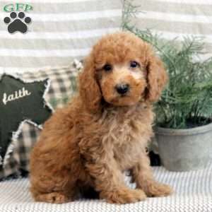 Blake, Miniature Poodle Puppy