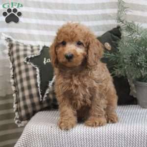 Blake, Miniature Poodle Puppy