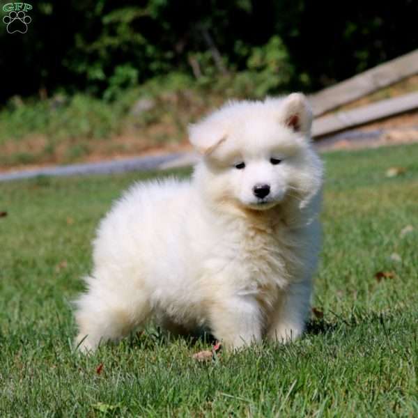 Blake, Samoyed Puppy