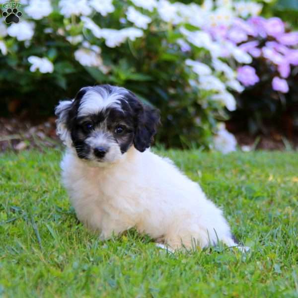 Blake, Cockapoo Puppy