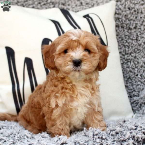 Blake, Cavapoo Puppy