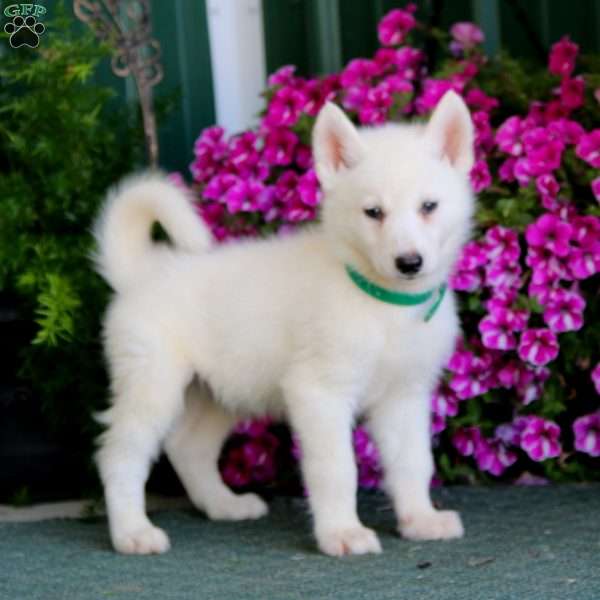 Blake, Siberian Husky Mix Puppy