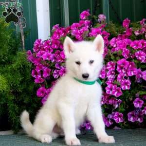 Blake, Siberian Husky Mix Puppy