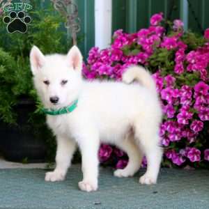 Blake, Siberian Husky Mix Puppy