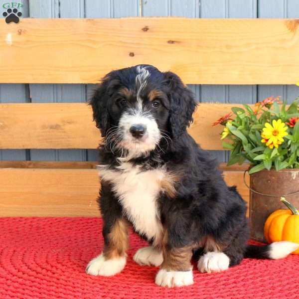 Blessing, Bernedoodle Puppy