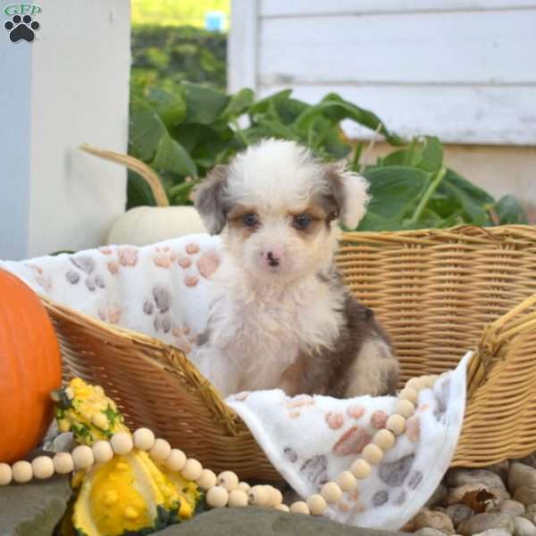 Blizzard, Mini Bernedoodle Puppy