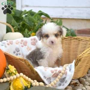 Blizzard, Mini Bernedoodle Puppy