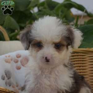 Blizzard, Mini Bernedoodle Puppy