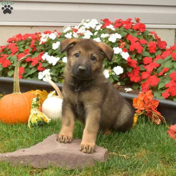 Blossom, German Shepherd Puppy