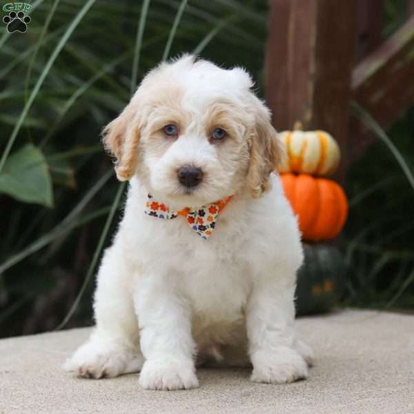 Bo, Mini Bernedoodle Puppy