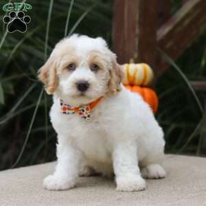 Bo, Mini Bernedoodle Puppy