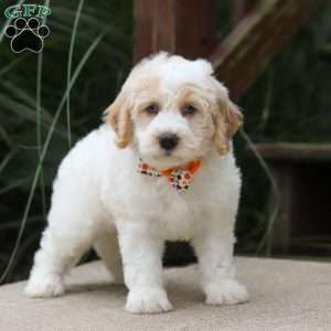 Bo, Mini Bernedoodle Puppy