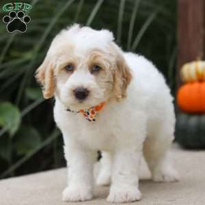 Bo, Mini Bernedoodle Puppy