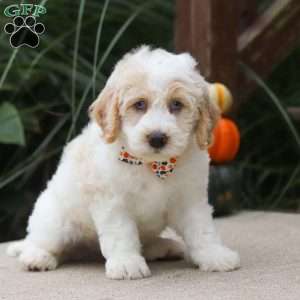 Bo, Mini Bernedoodle Puppy