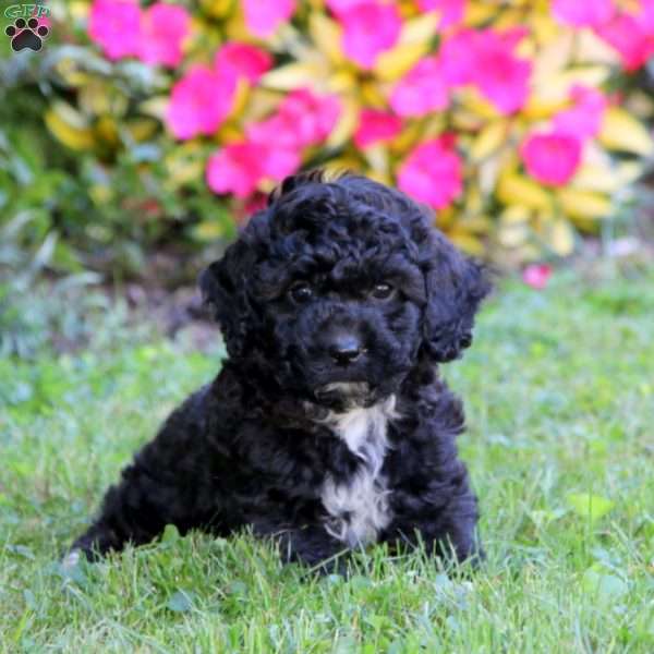 Bobbi, Cockapoo Puppy