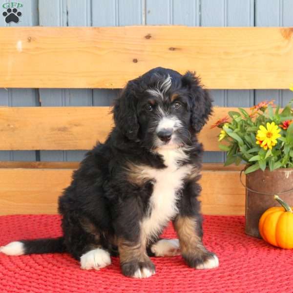 Bobby, Bernedoodle Puppy