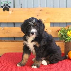 Bobby, Bernedoodle Puppy