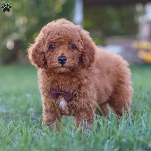 Bolt, Cavapoo Puppy