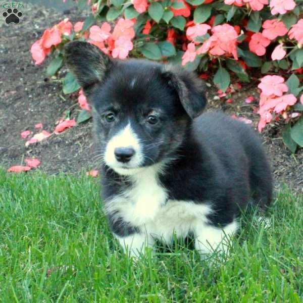 Bonnie, Pembroke Welsh Corgi Puppy