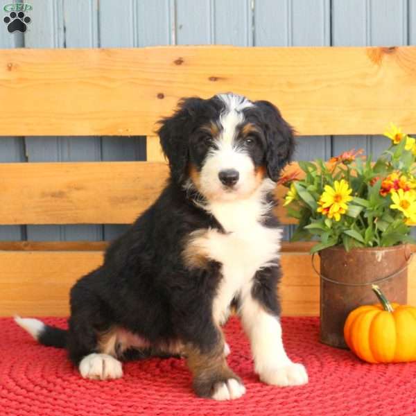 Bonnie, Bernedoodle Puppy