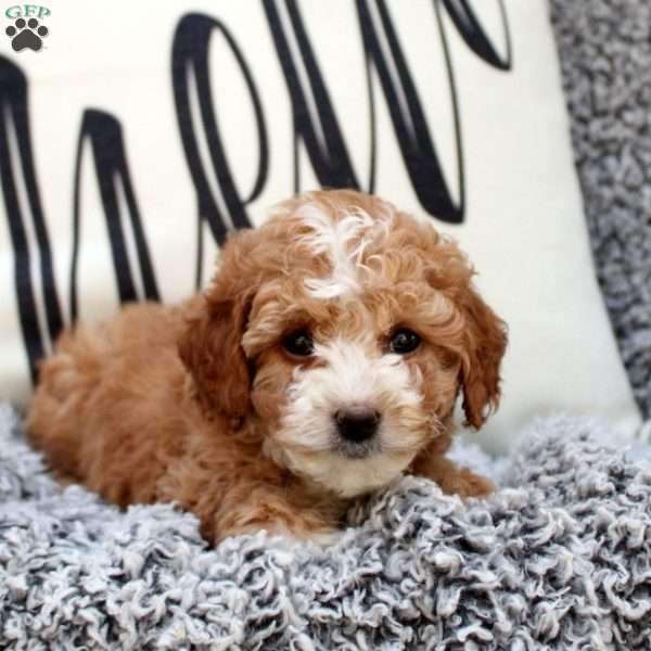 Bonnie, Cavapoo Puppy