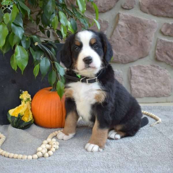 Boomer, Bernese Mountain Dog Puppy