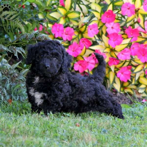 Boomer, Cockapoo Puppy