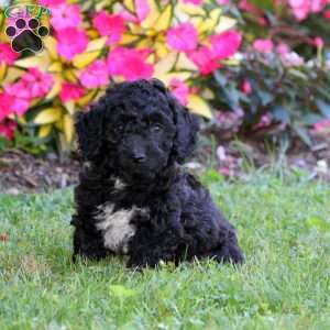 Boomer, Cockapoo Puppy